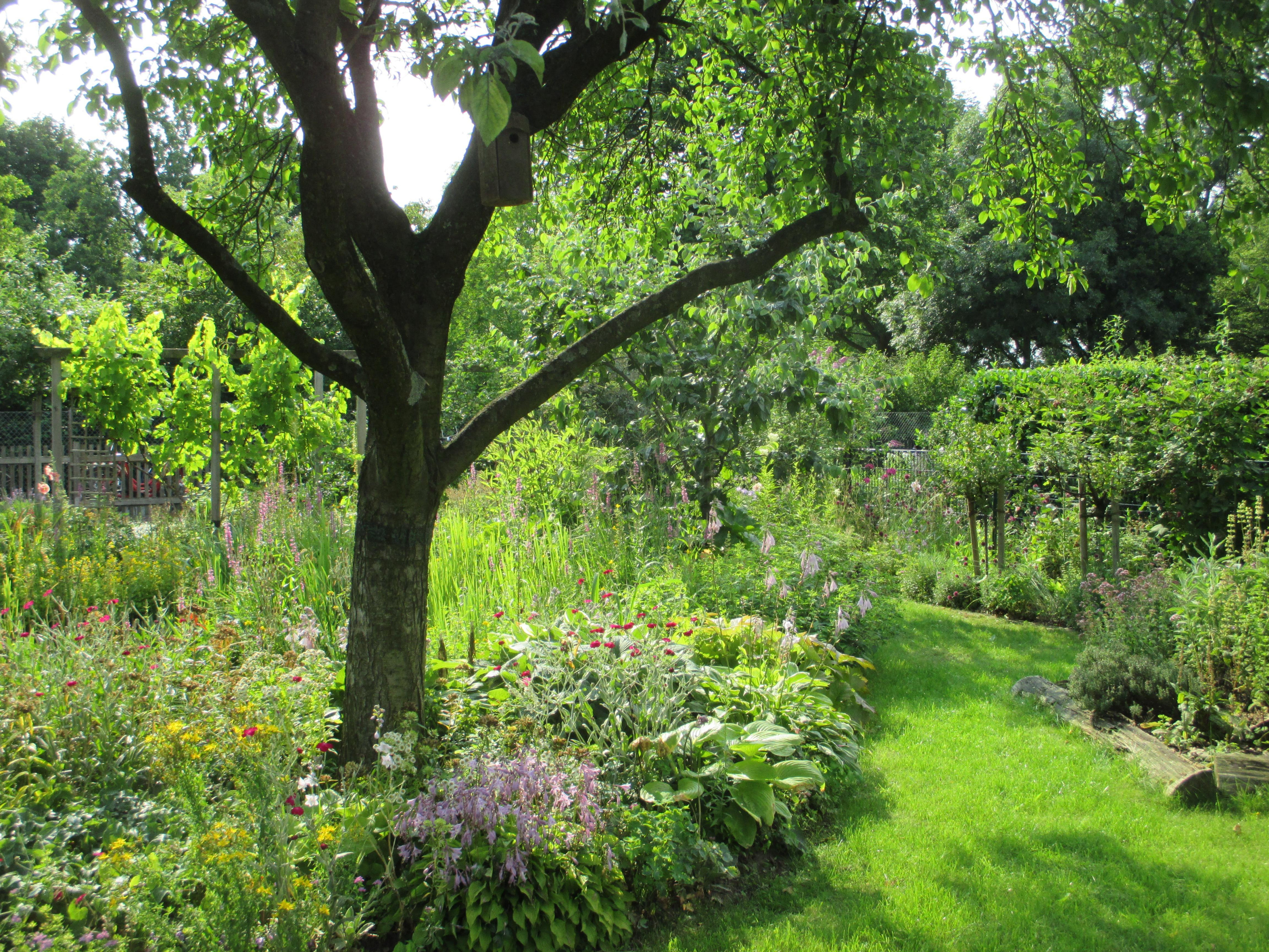 Een klimaatbestendige tuin met boom en sponsborder
