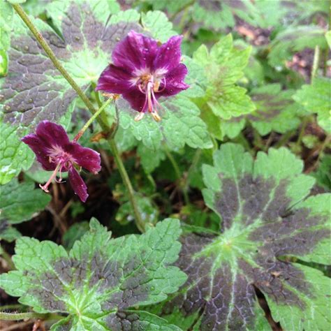 Geranium Phaeum &#039;Samobor&#039;