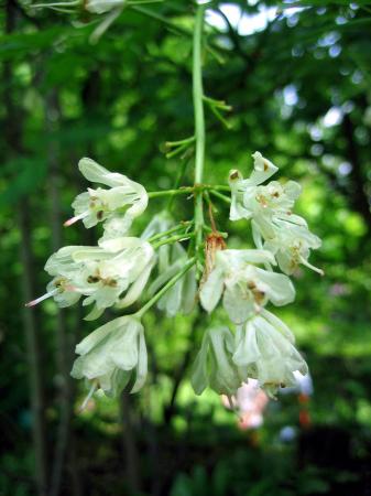 Staphylea pinnata