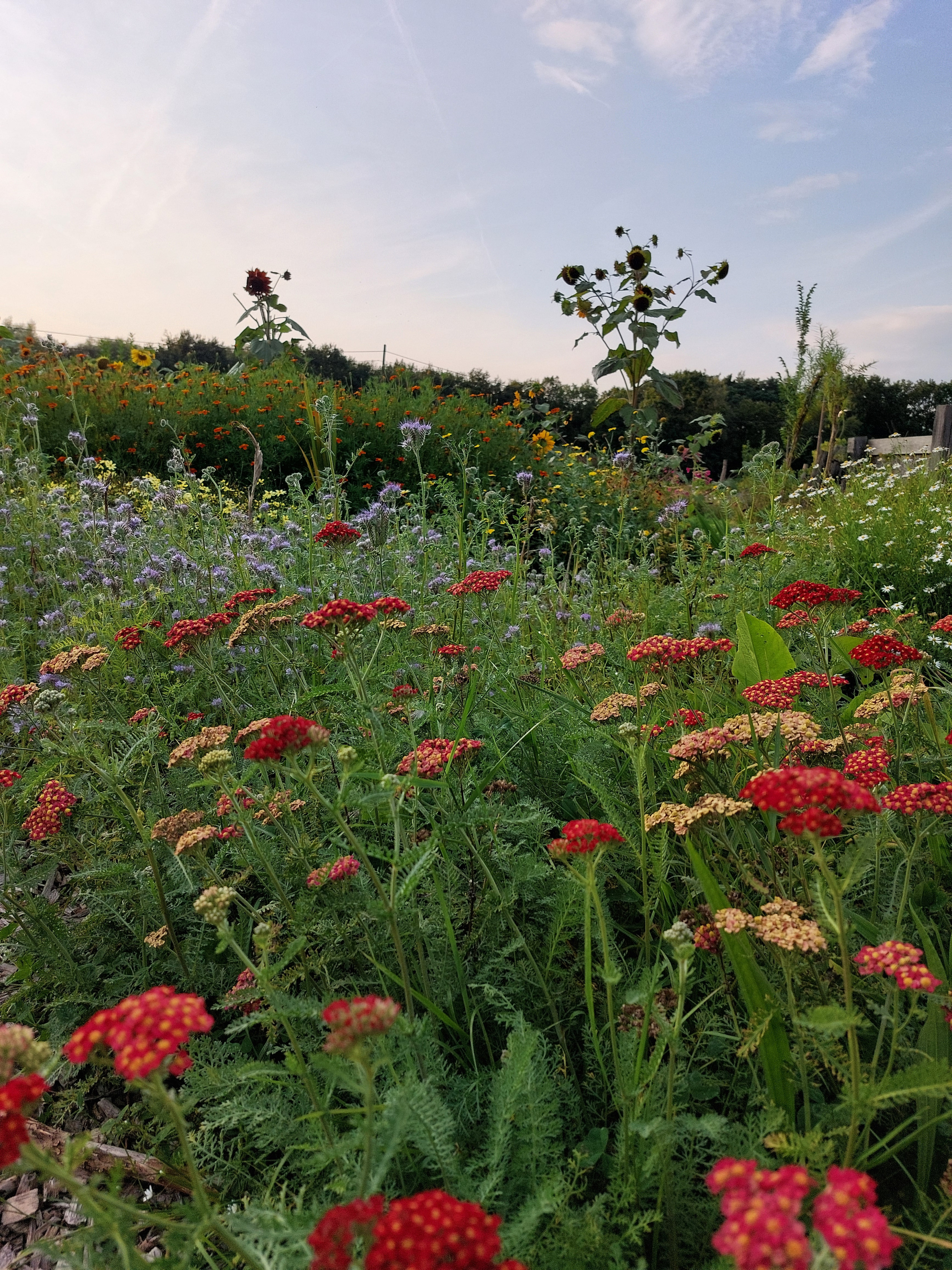 Tuin Ter Kruyslanden