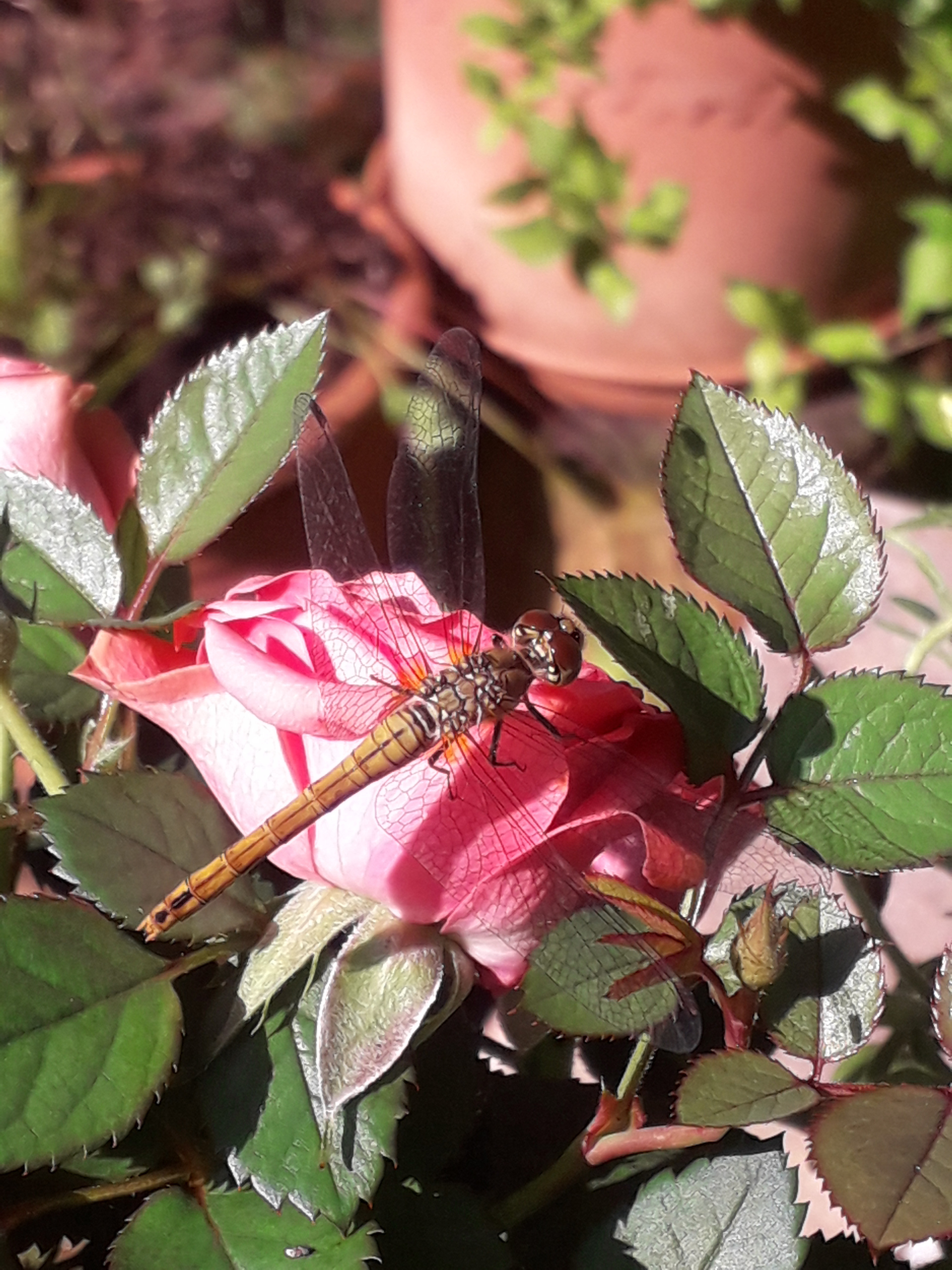 Tuin het seizoen