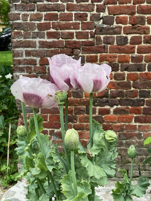 Tuin Fam. Govaert -De Bock