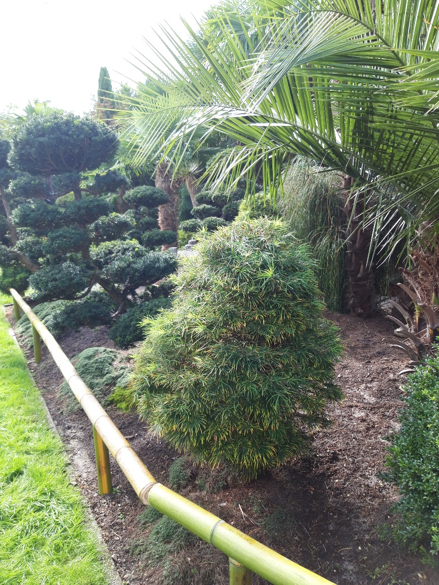 Tropicallookgarden - Himalayrijk