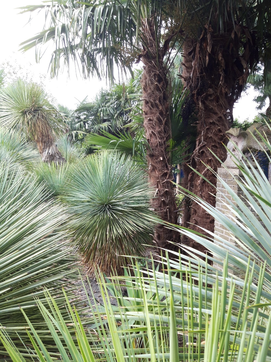 Tropicallookgarden - Himalayrijk