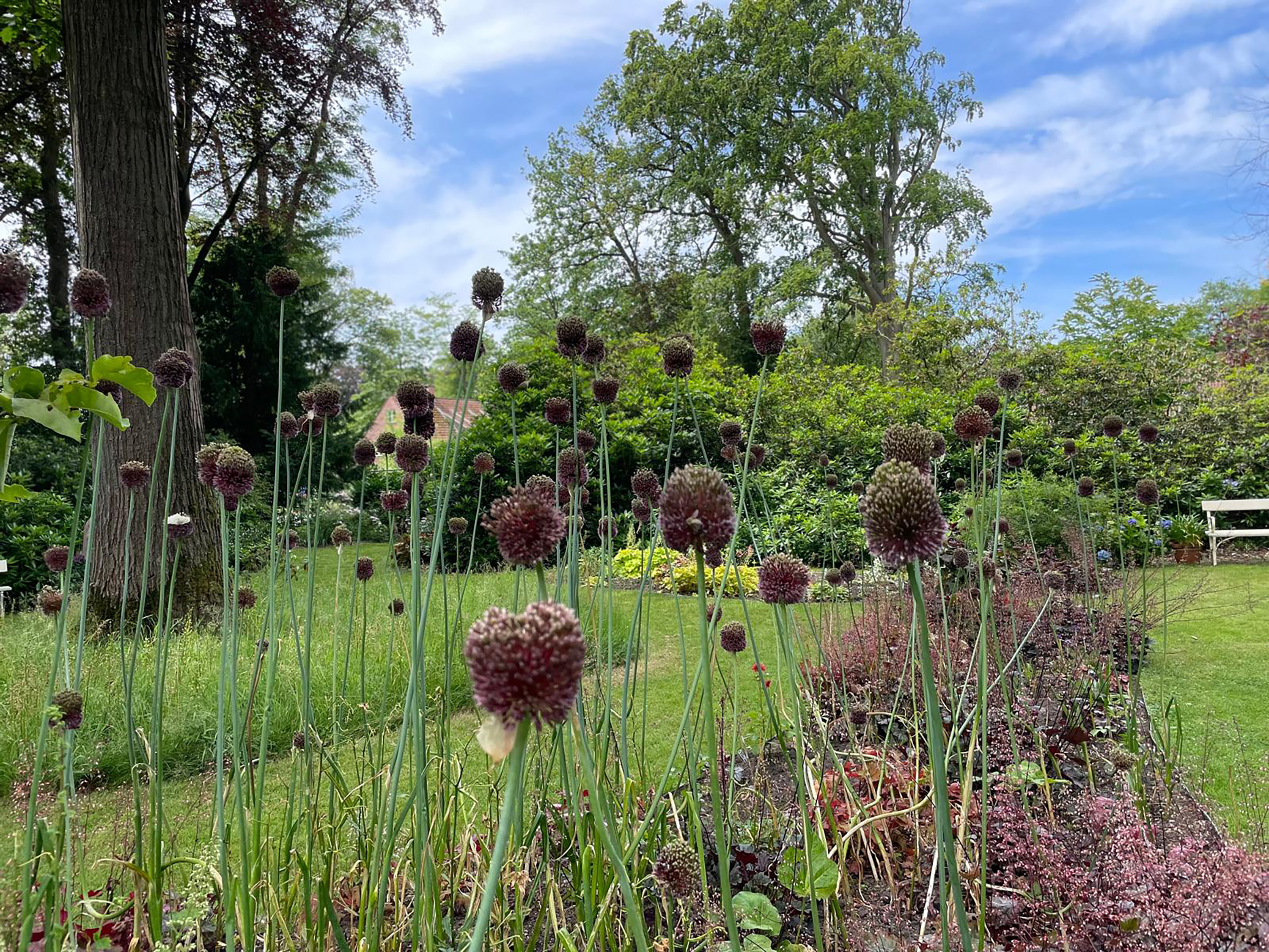 Tuin van huize Heideroosje