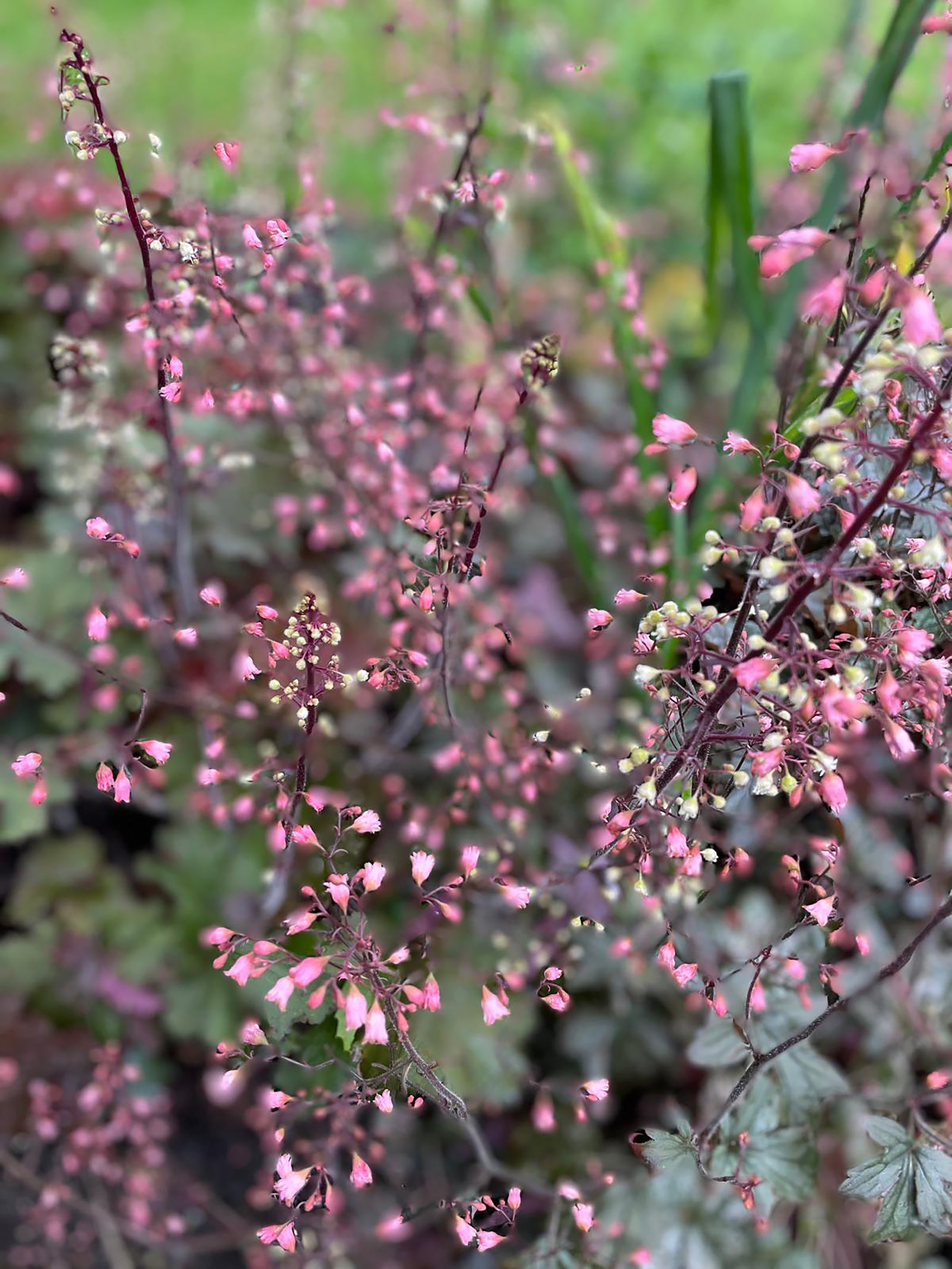 Tuin van huize Heideroosje