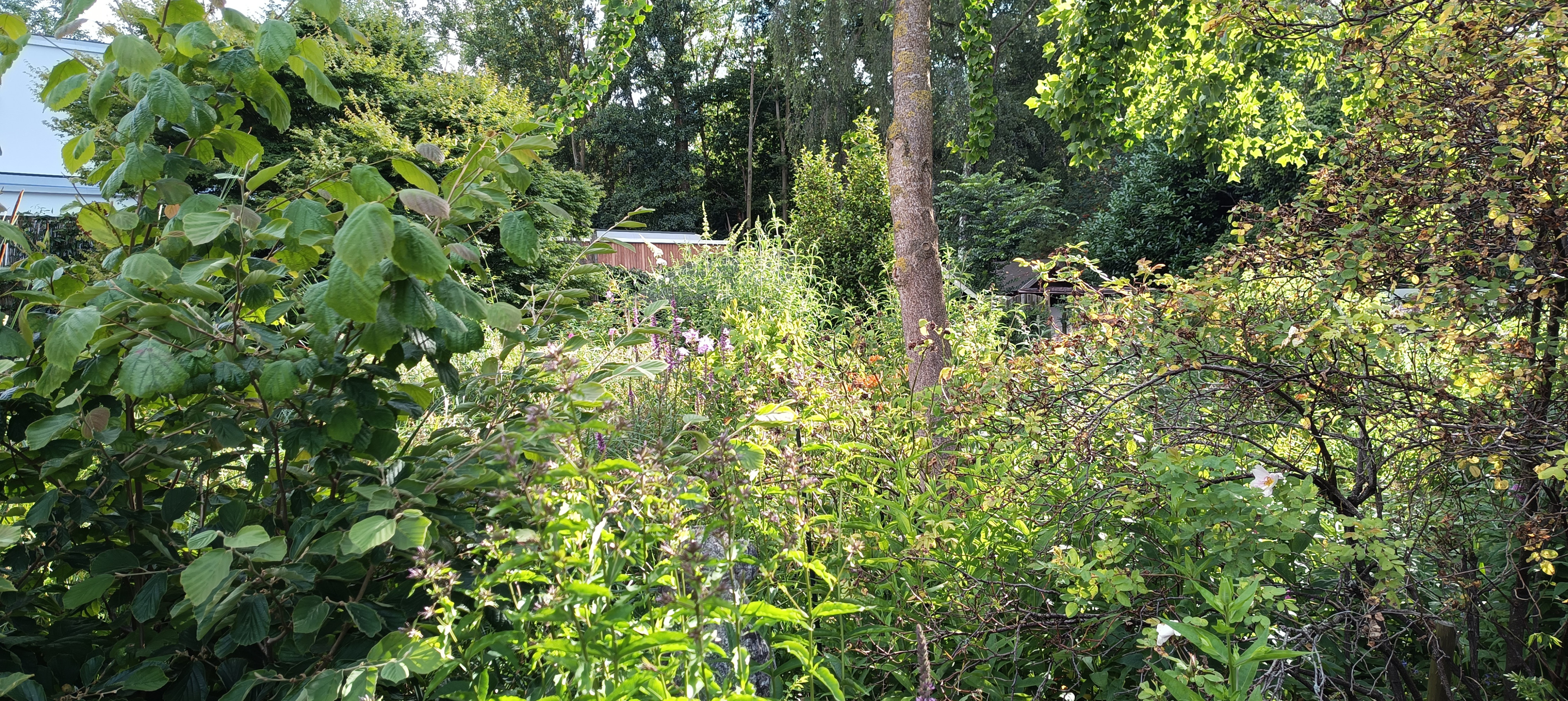 Tuin Taraxacum &amp; Urtica