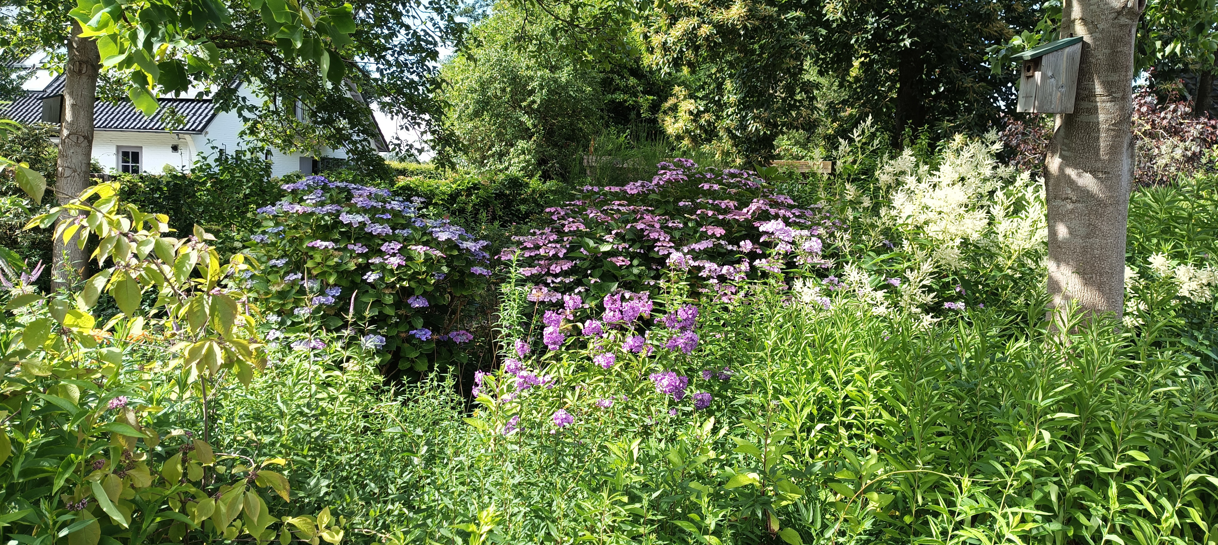 Tuin Taraxacum &amp; Urtica