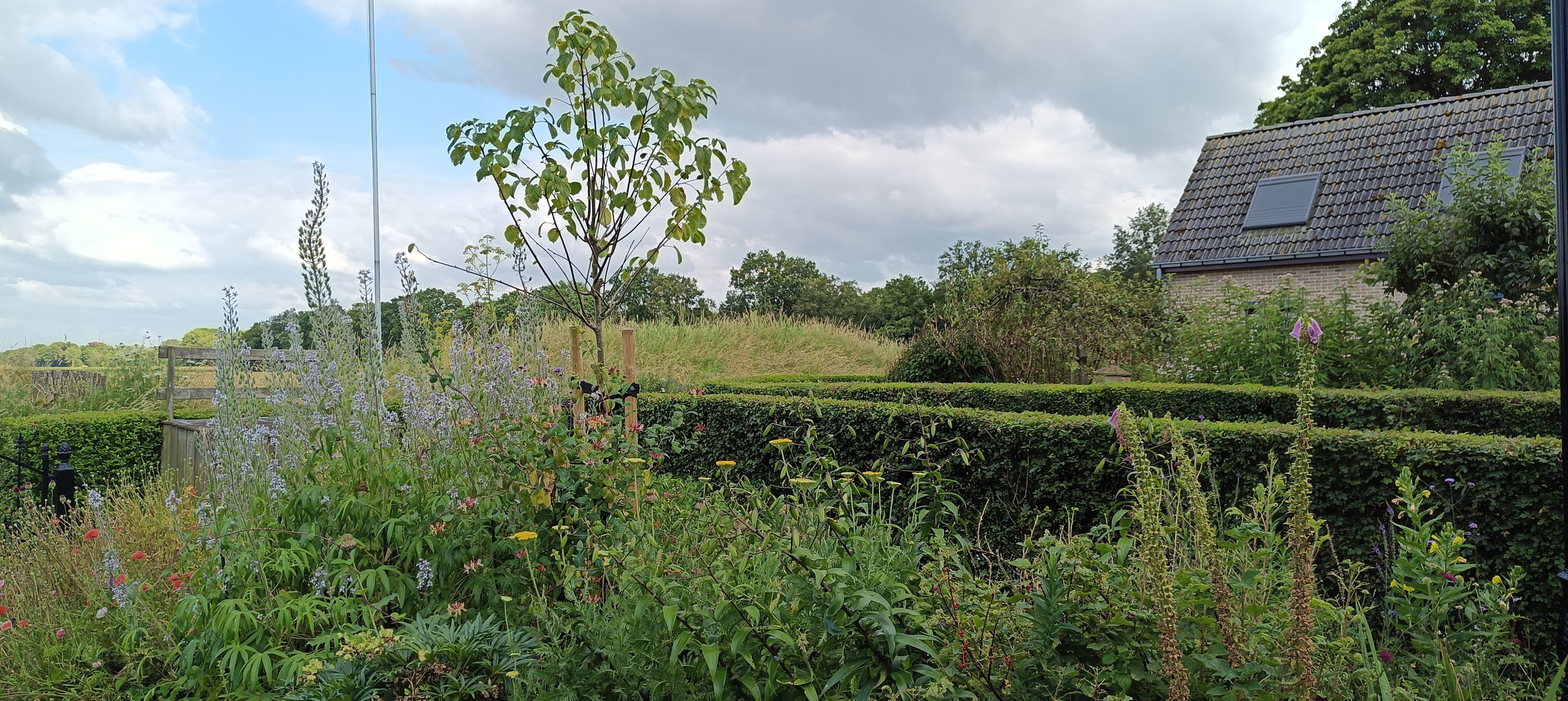 Tuin Taraxacum &amp; Urtica