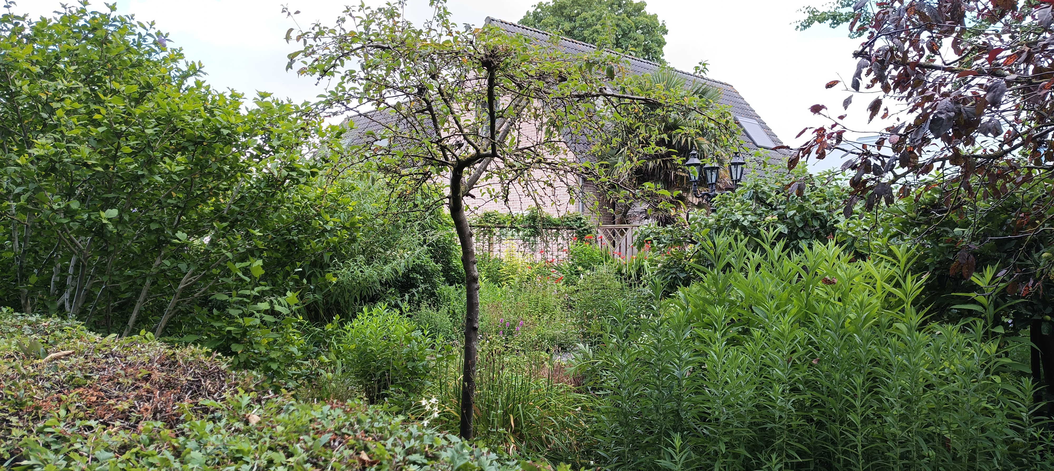 Tuin Taraxacum &amp; Urtica