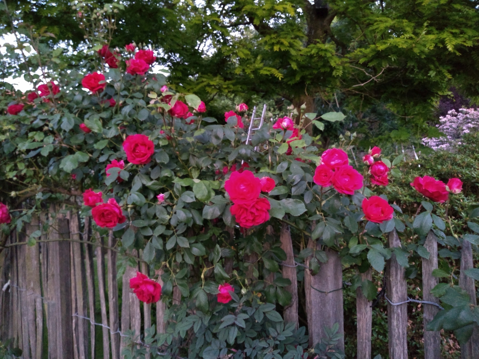 Tuin van Hugo en Rika