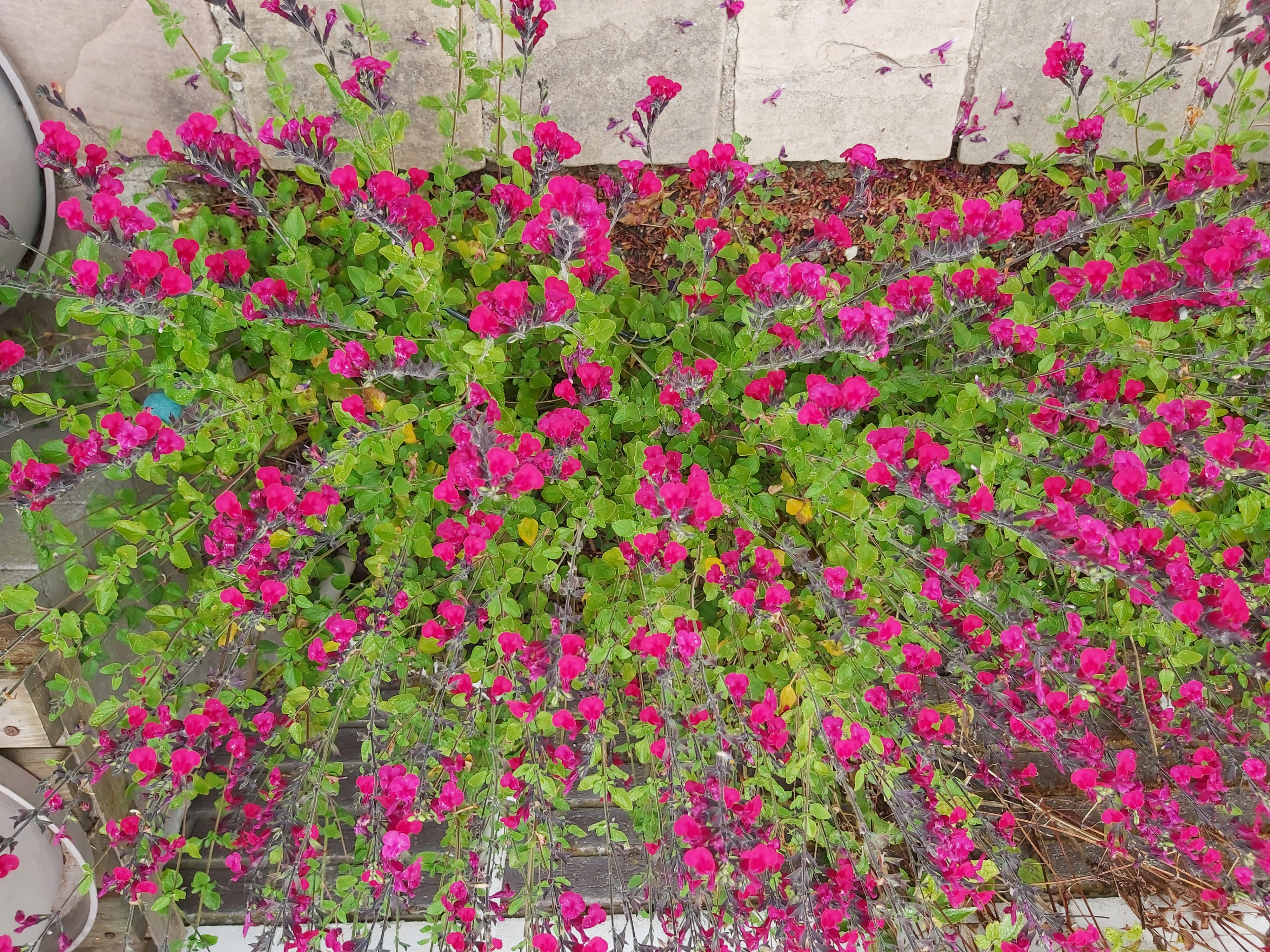 Tuin Christiane Verheire