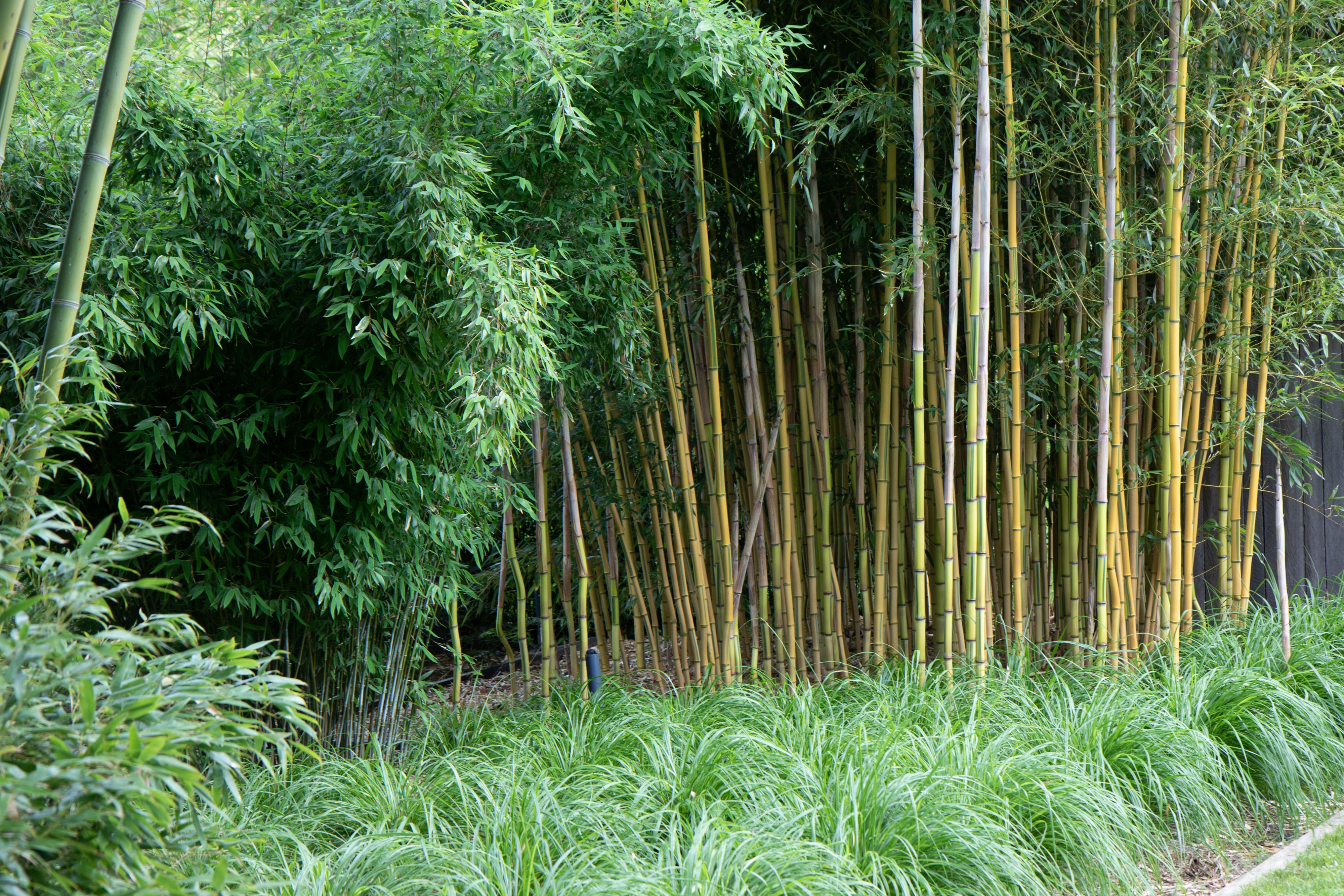 Tuin Bamboebergh