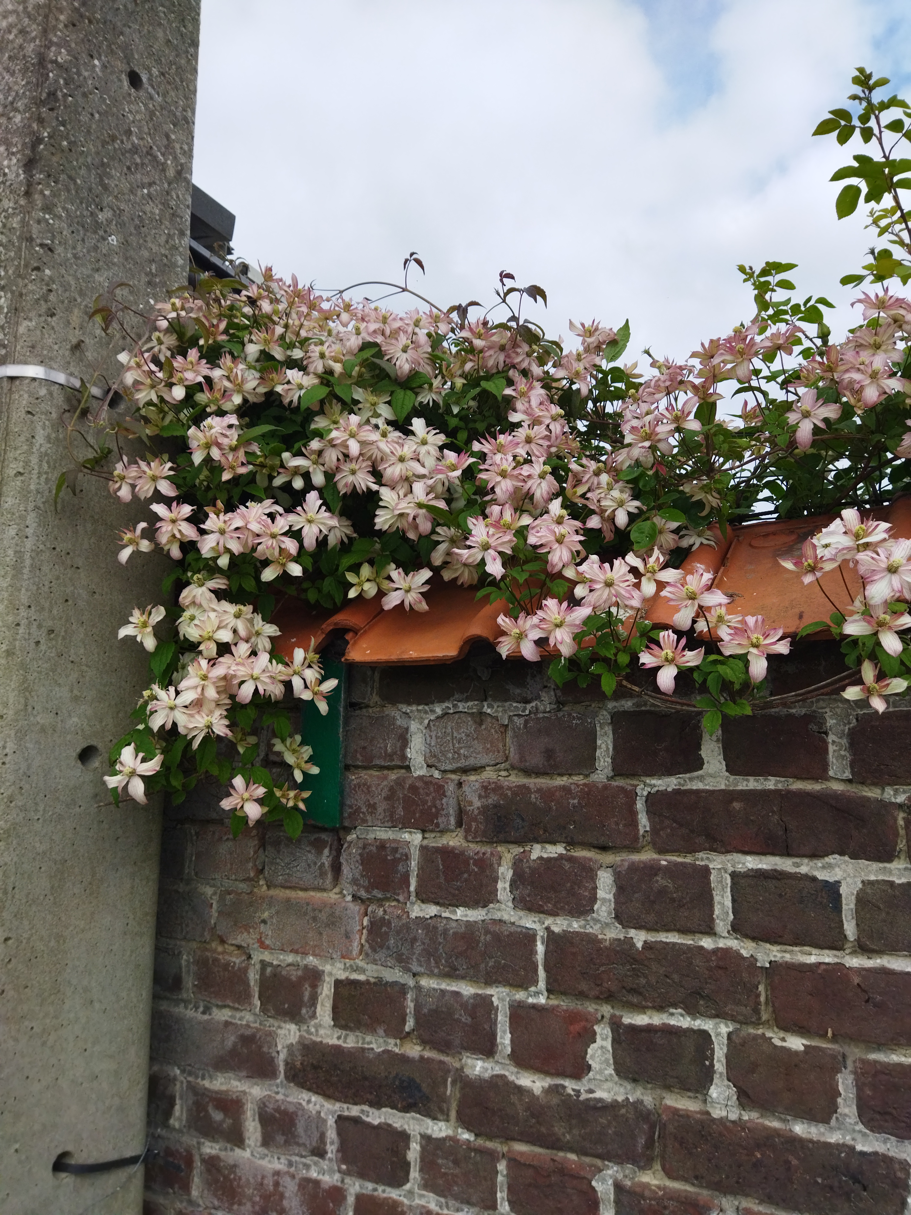 Tuin van Luc en Frieda