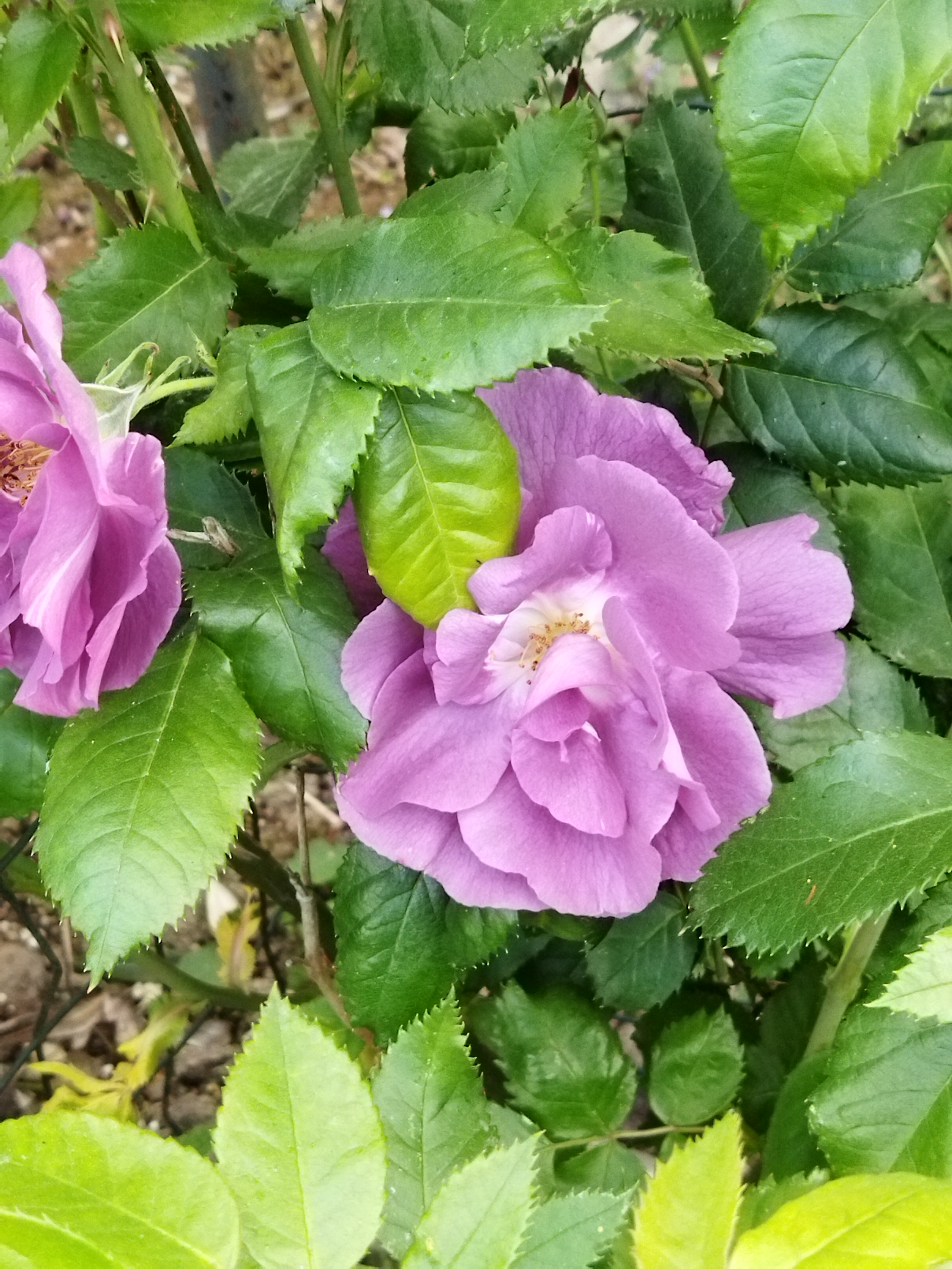 Tuin van Luc en Frieda