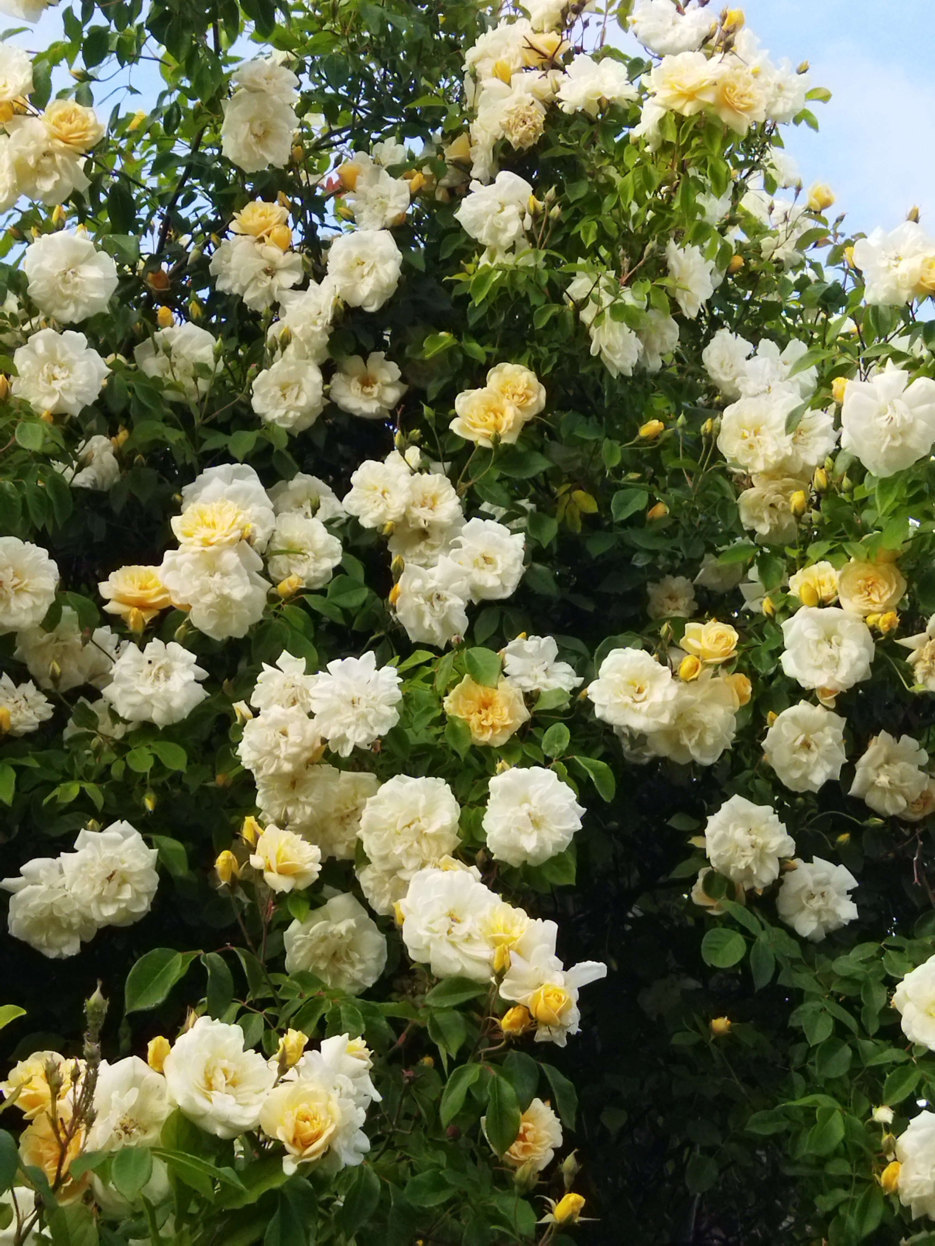 Tuin van Luc en Frieda