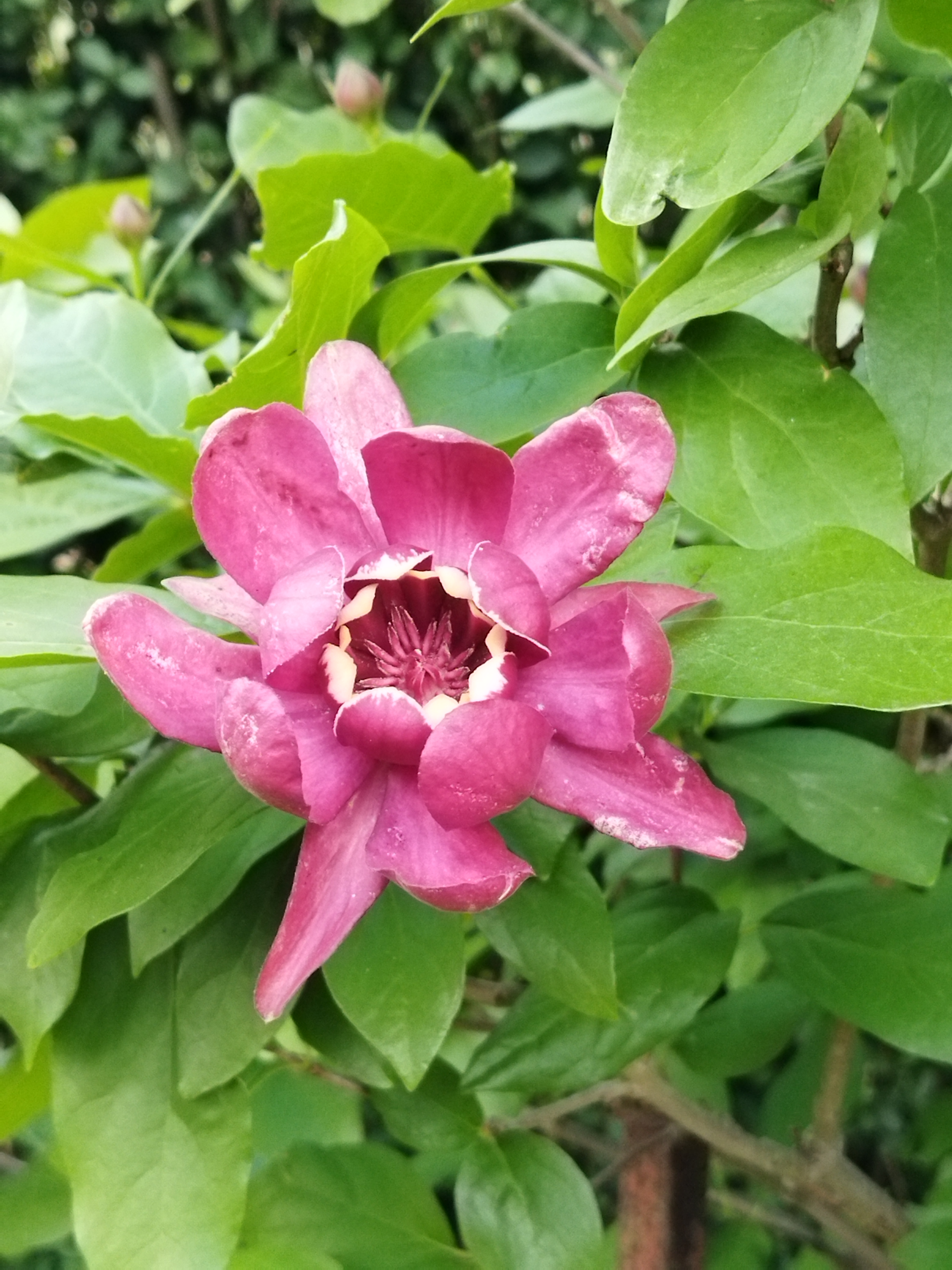 Tuin van Luc en Frieda