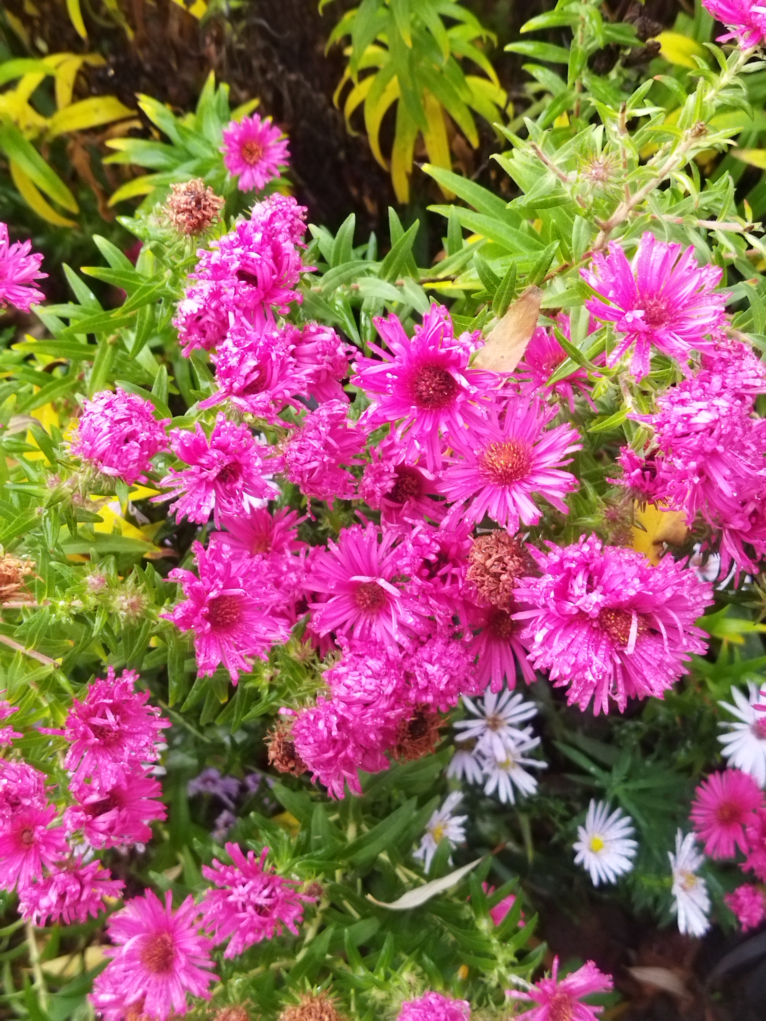 Tuin van Luc en Frieda