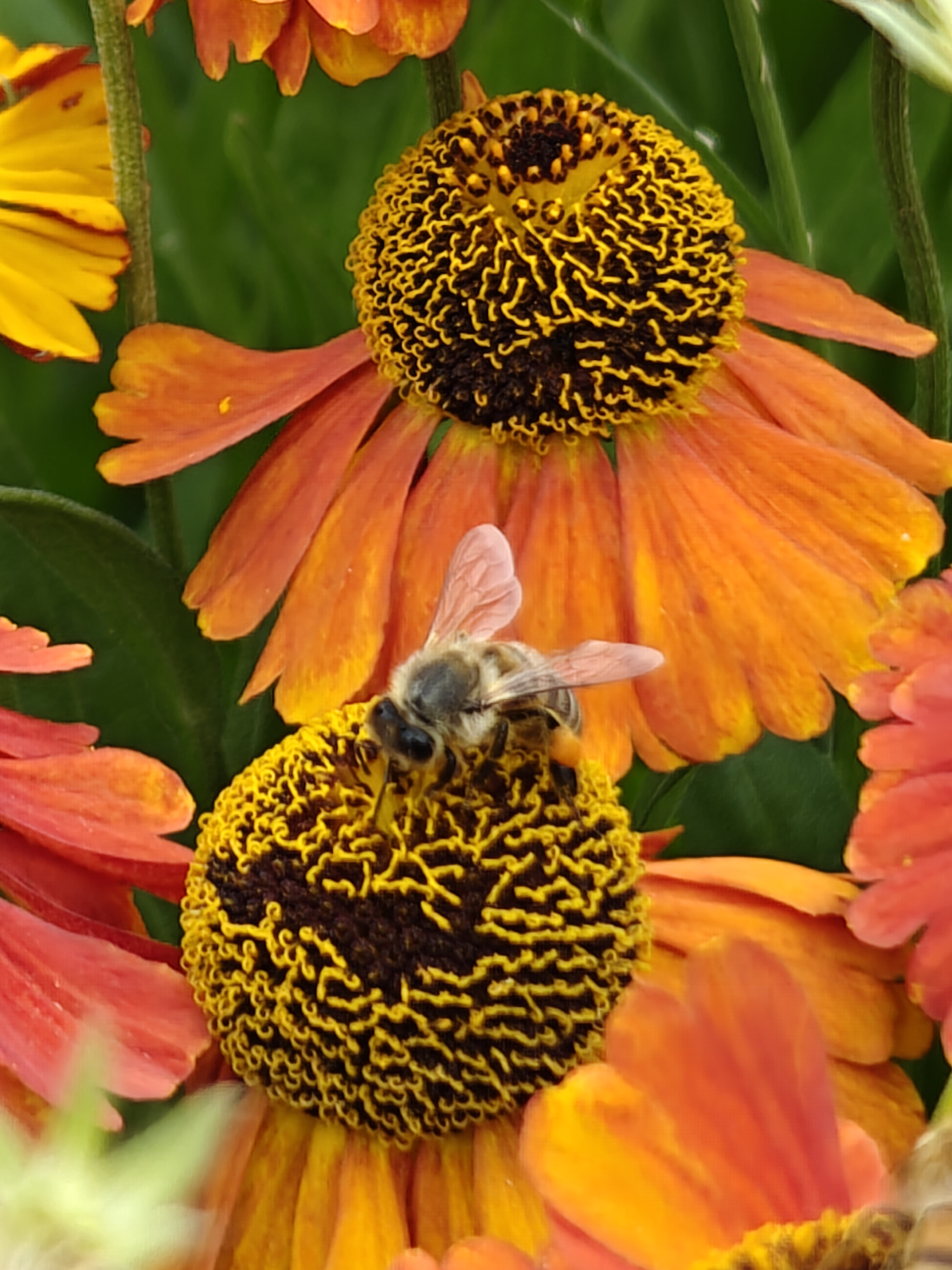 Tuin Kirsten Steensels