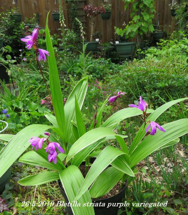 Bettila striata