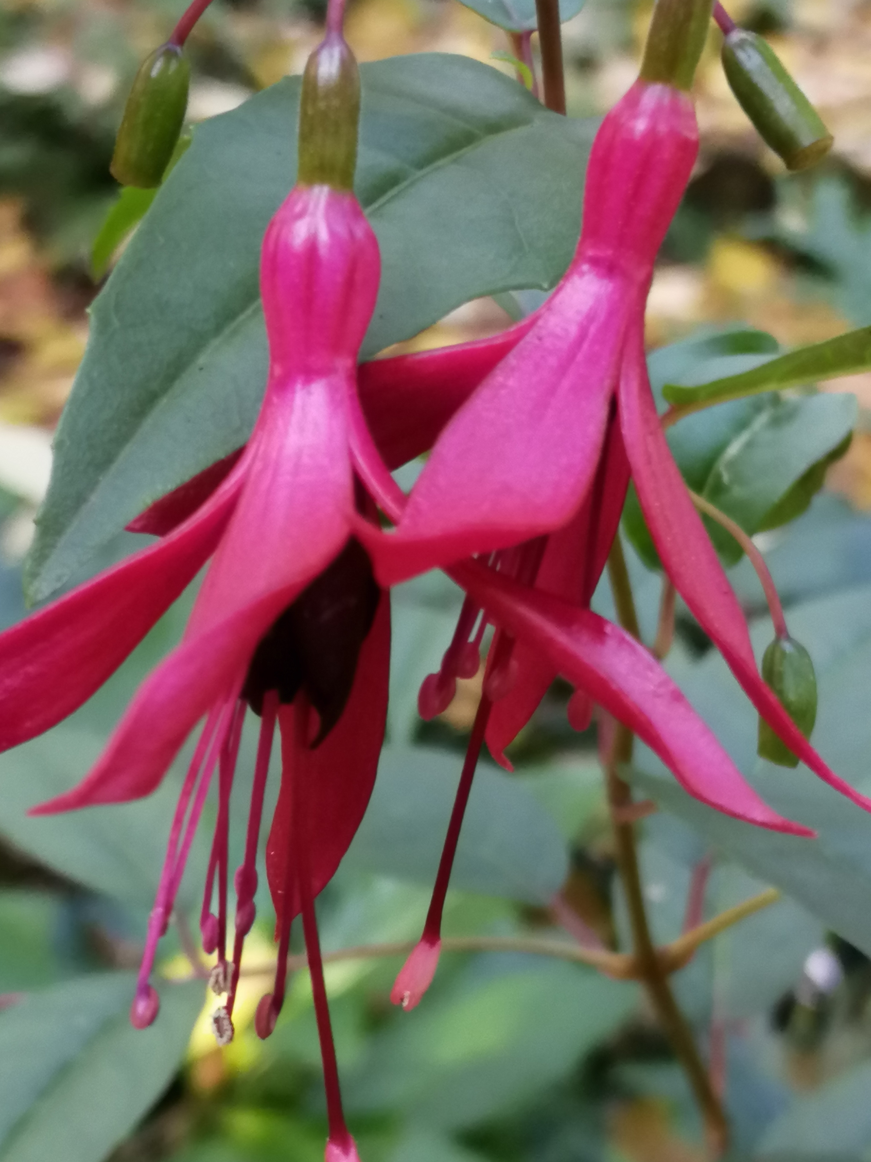 Tuin Dirk Ampe