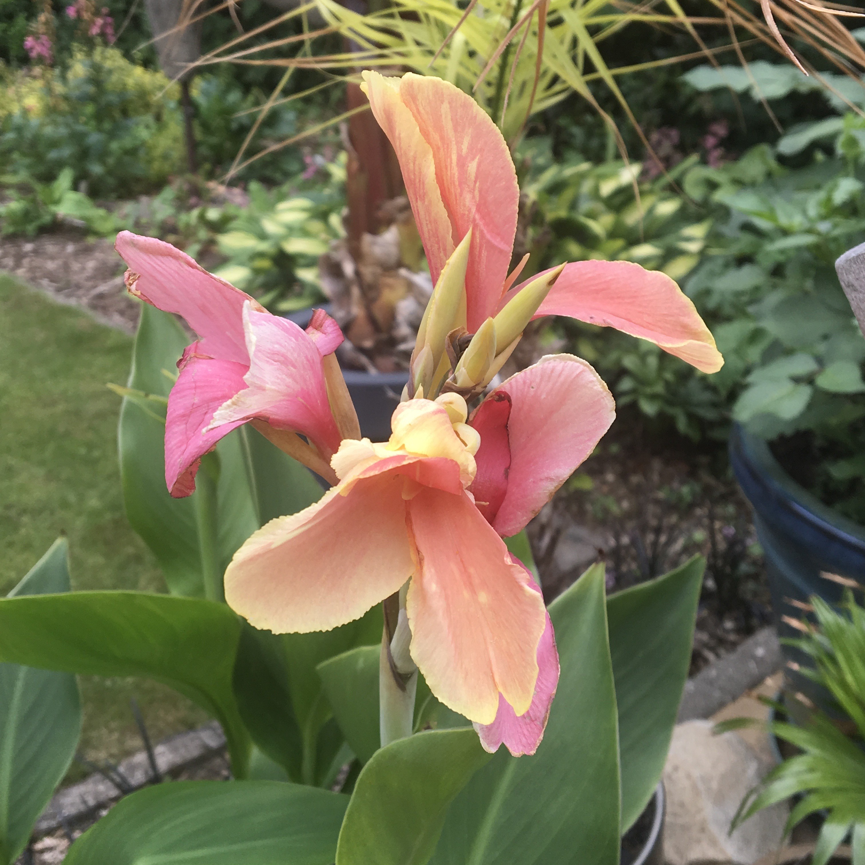 Tuin Linda Vanderhoeven