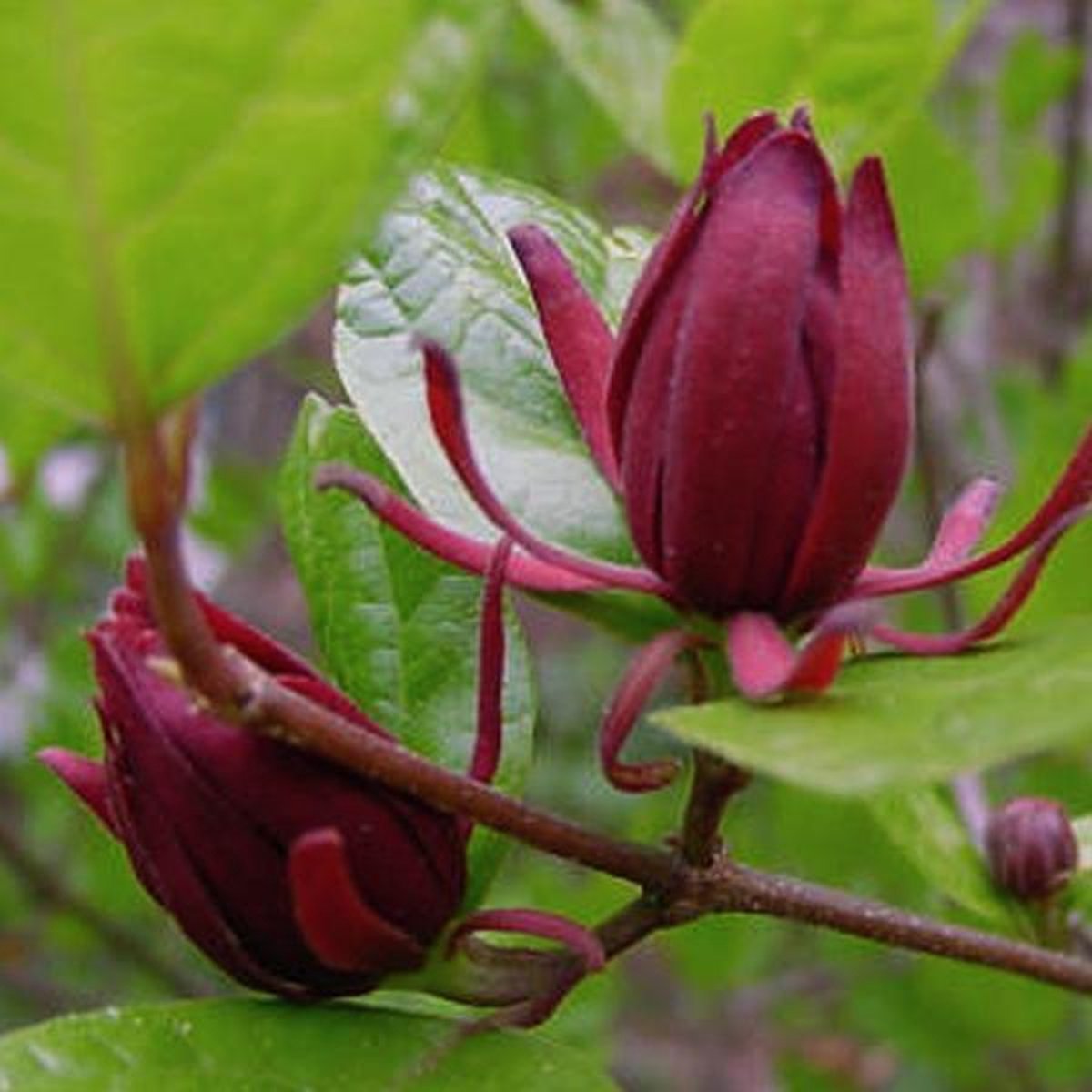 Calycanthus floridus
