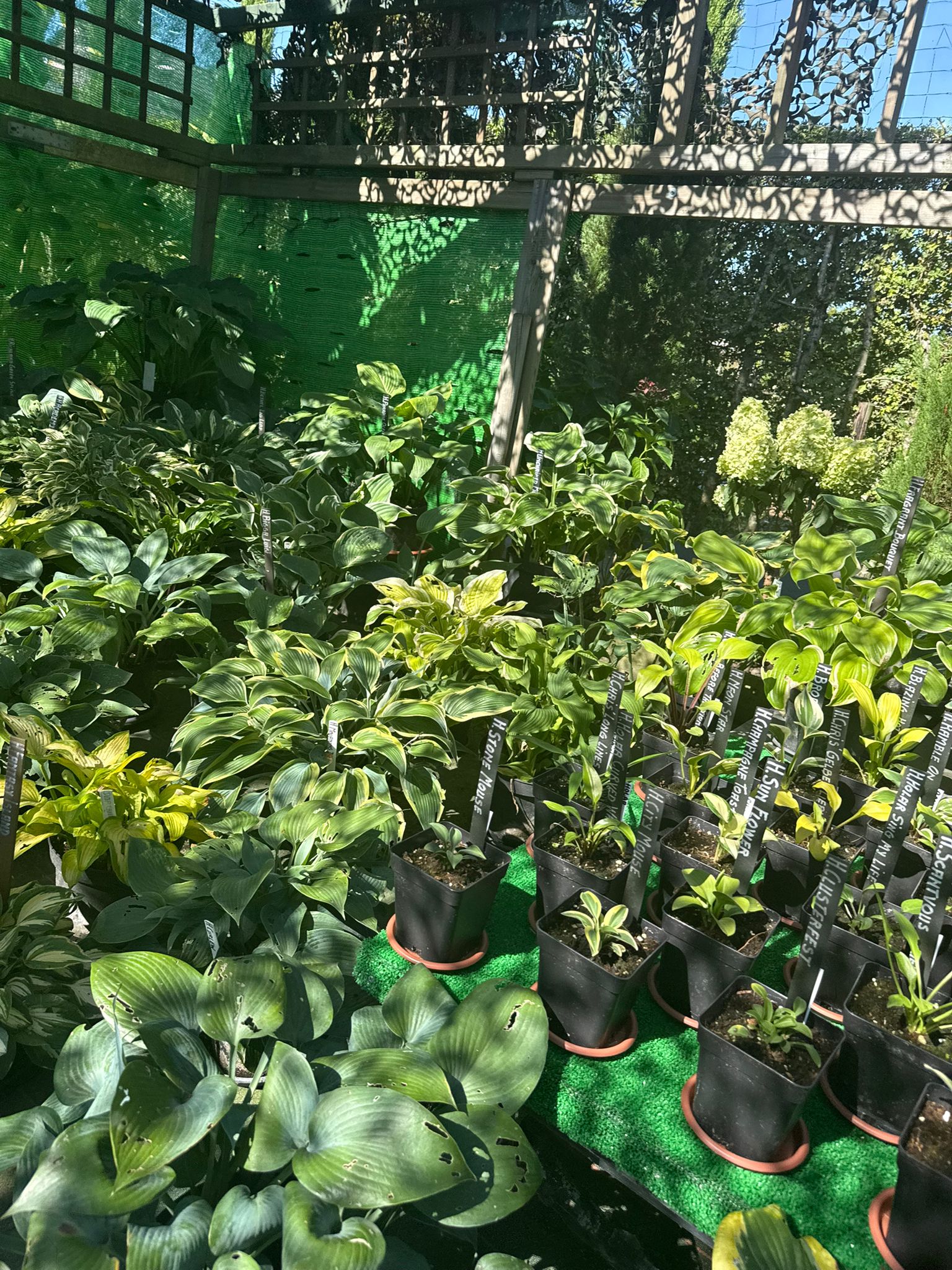 Tuin Hostapatio II