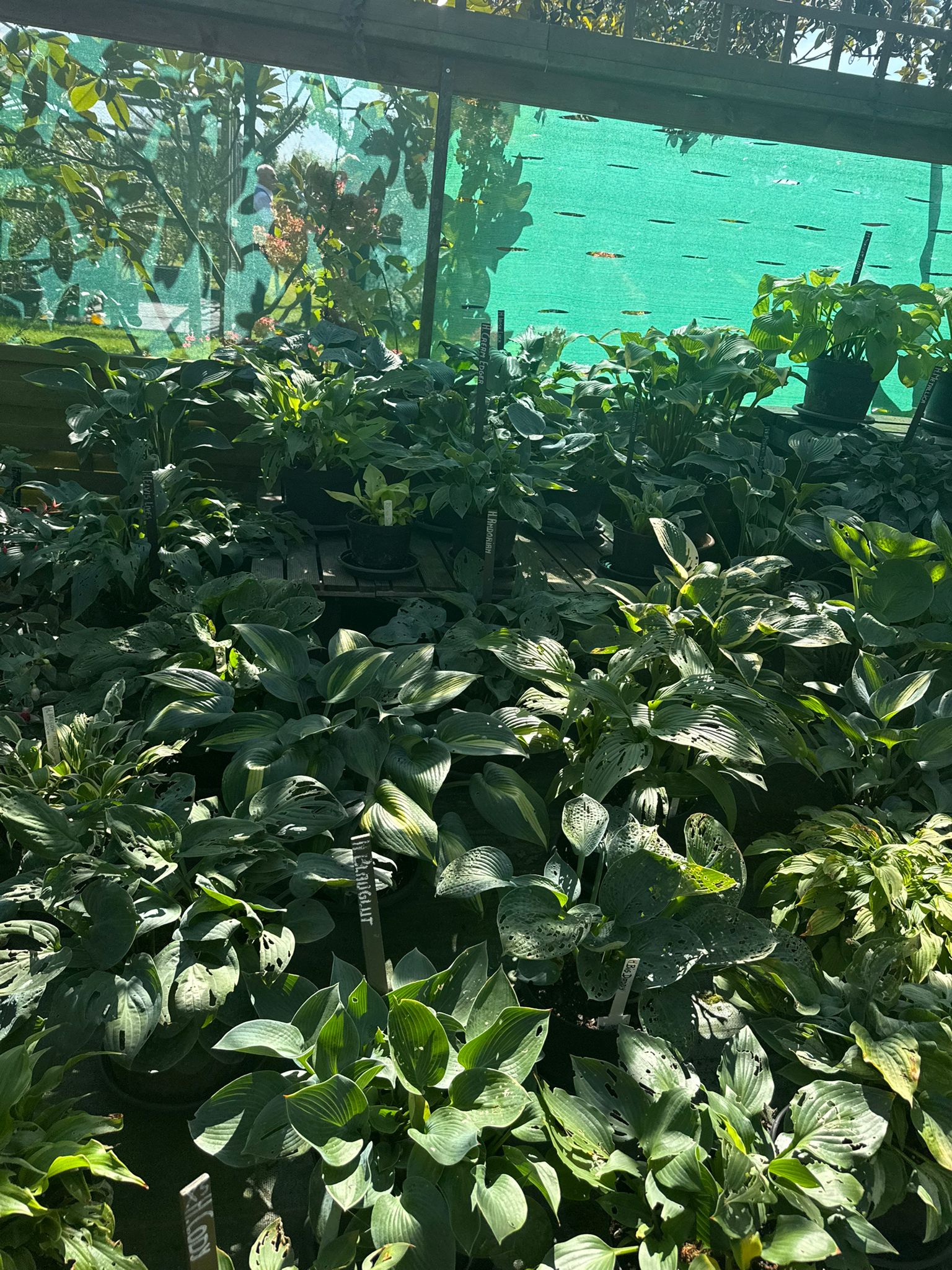 Tuin Hostapatio II