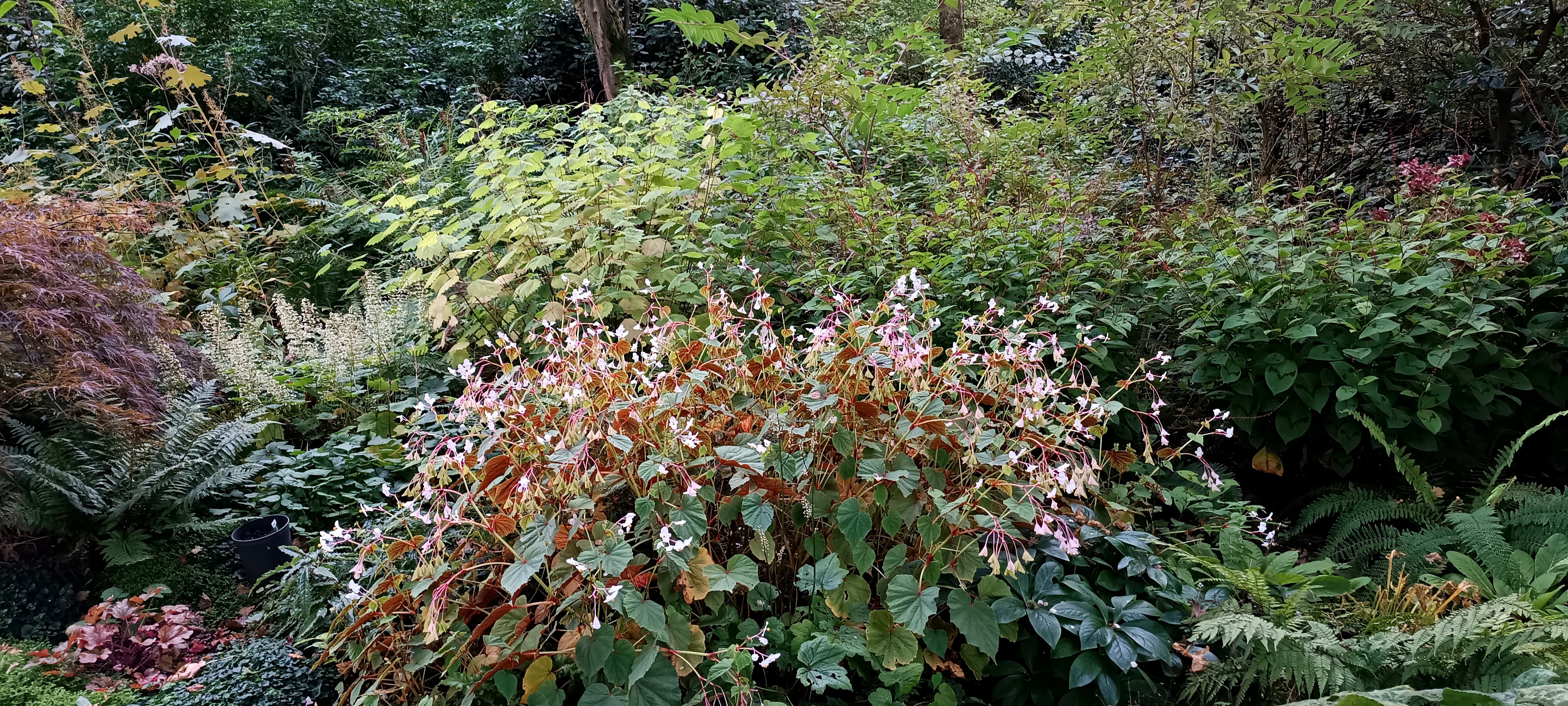 Tuin op de achtergrond