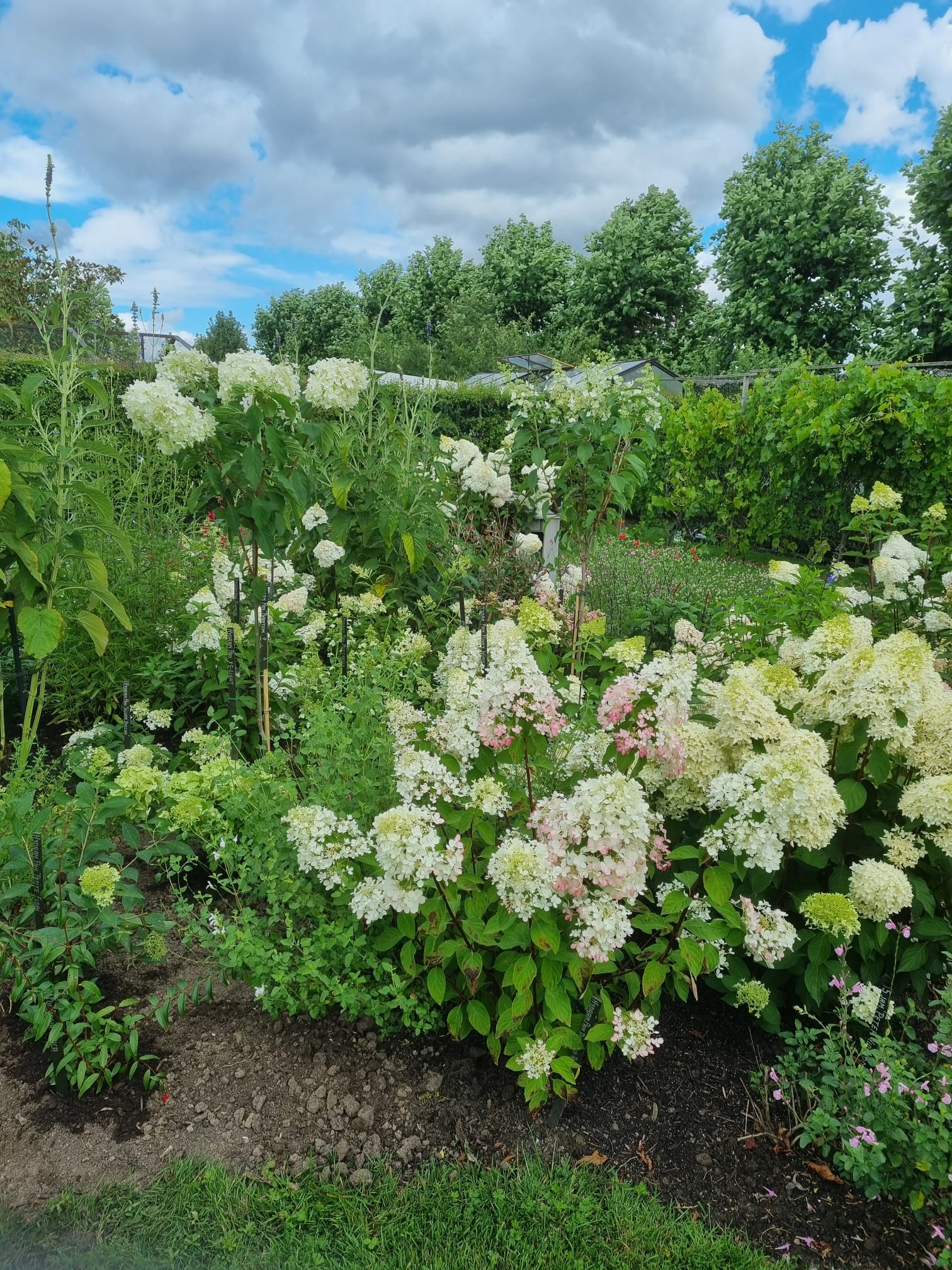 Tuin Hostapatio II