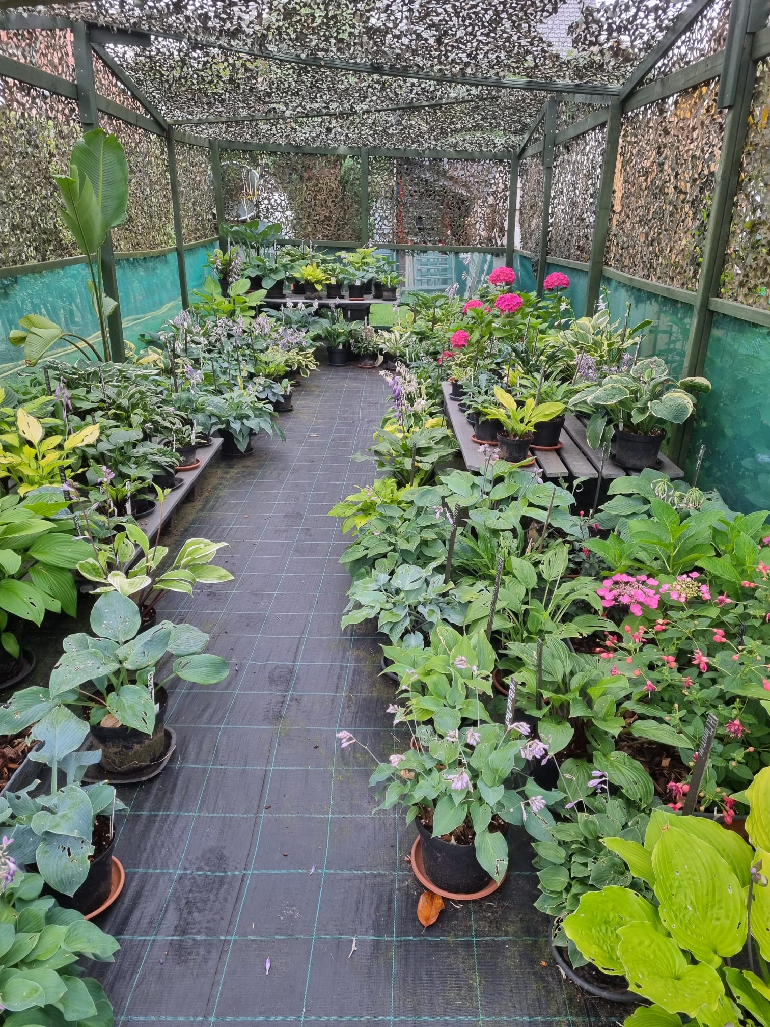 Tuin Hostapatio II