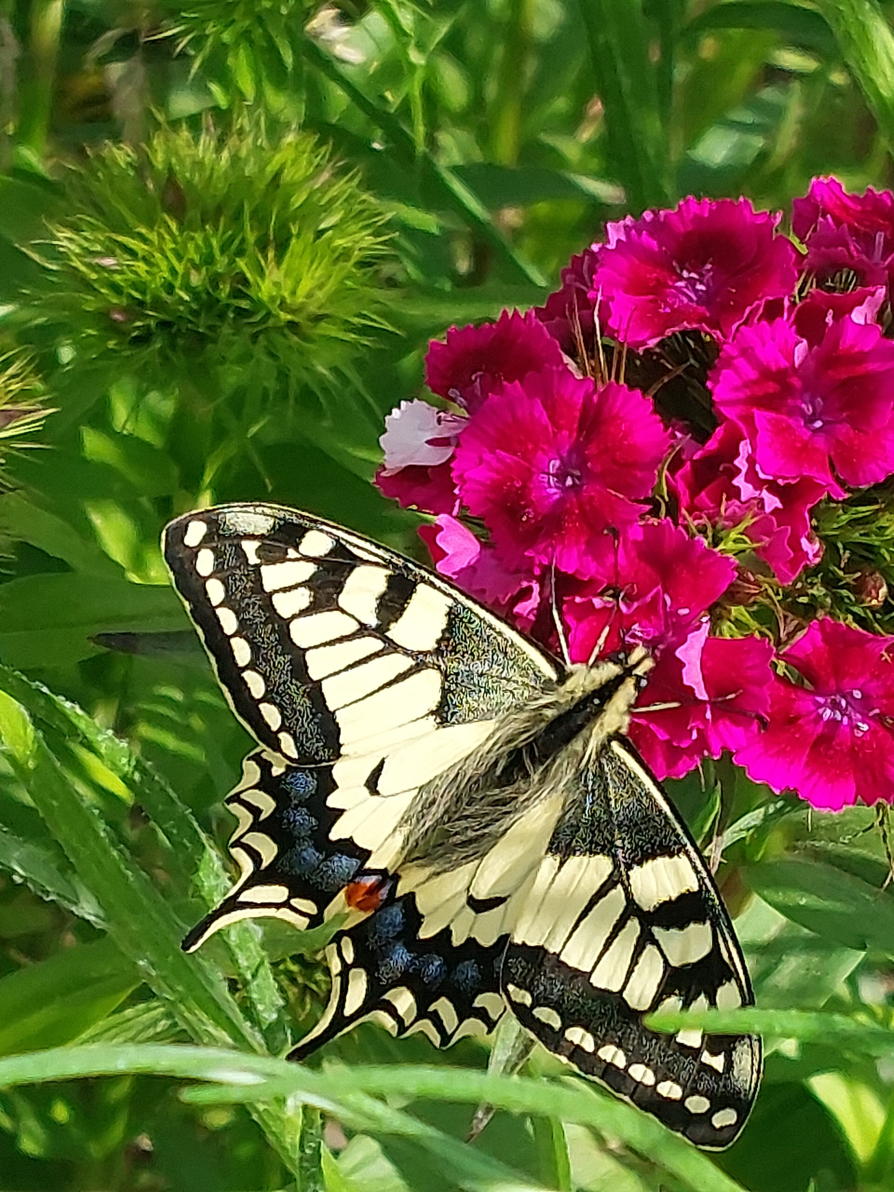 Tuin Ter Kruyslanden
