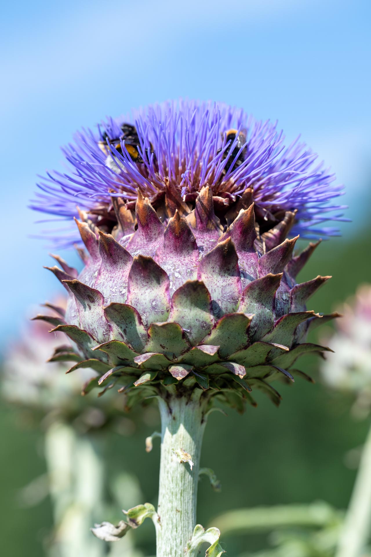 Tuin Ter Kruyslanden