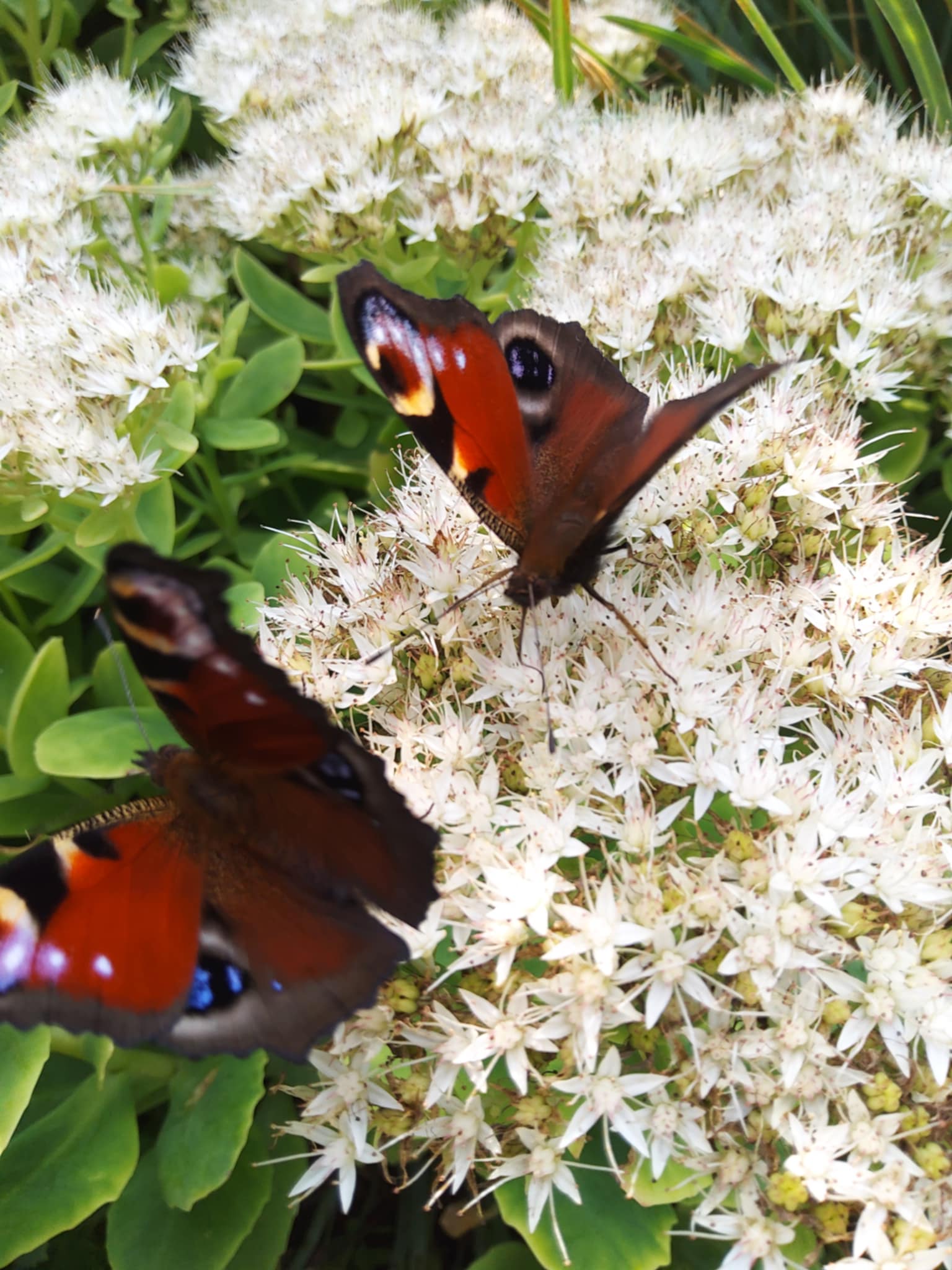 Tuin Willy Jannis