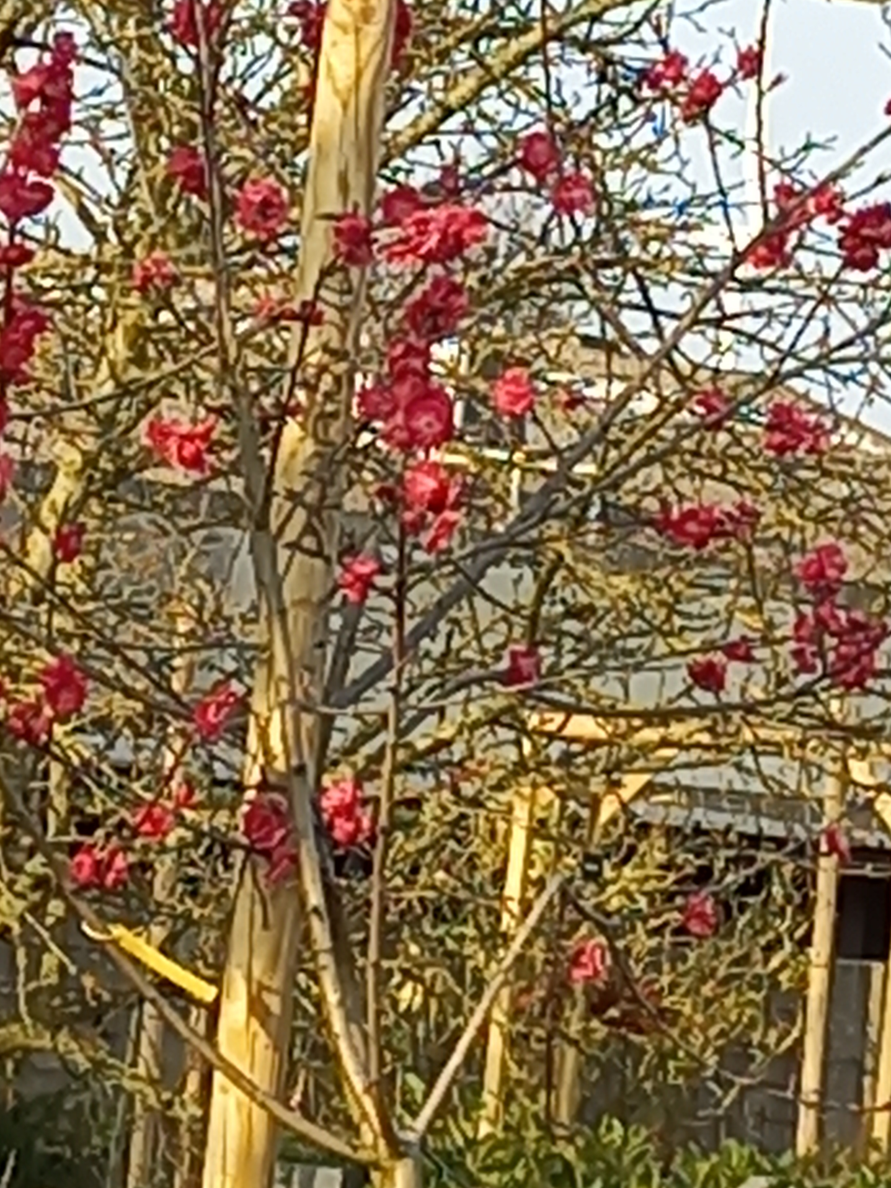 Tuin 89art "garden of eden"