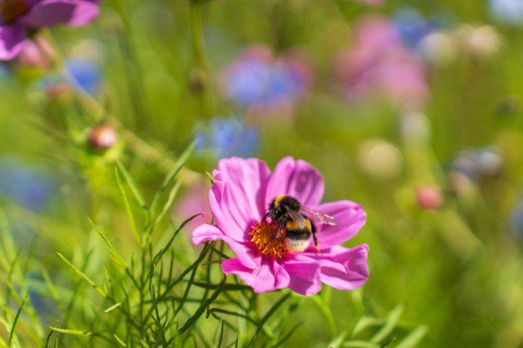 Tuin Johan Vandermarliere