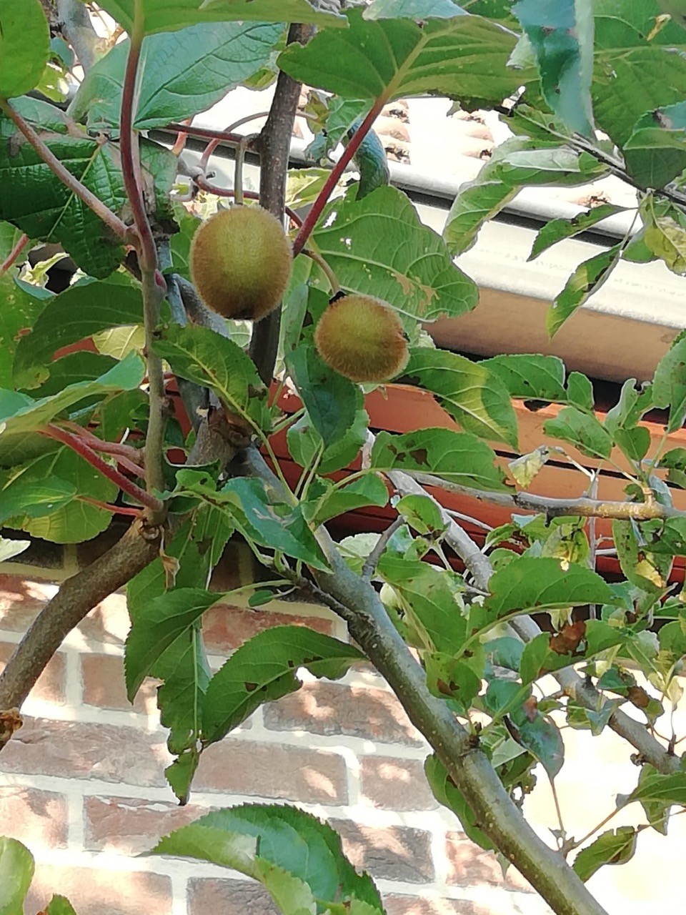 Tuin Bruno en Sigrid