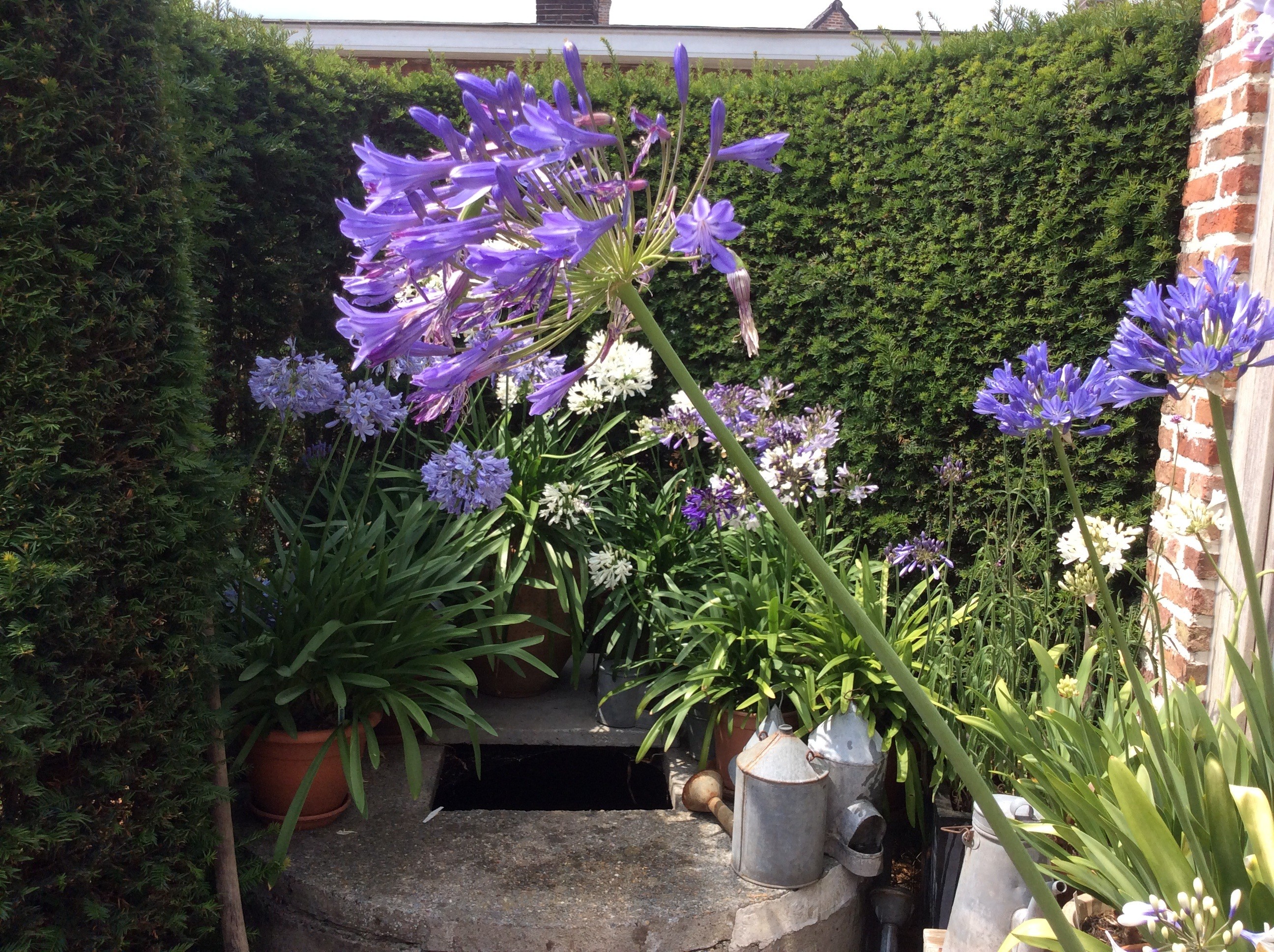 Tuin Jozef en Ingrid Parewijck