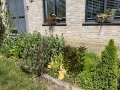 Tuin Caroline Verbeeck