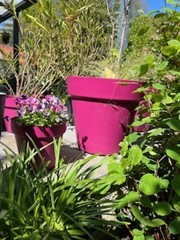 Tuin Caroline Verbeeck