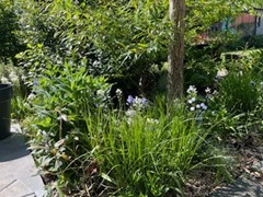 Tuin Caroline Verbeeck
