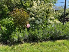 Tuin Caroline Verbeeck