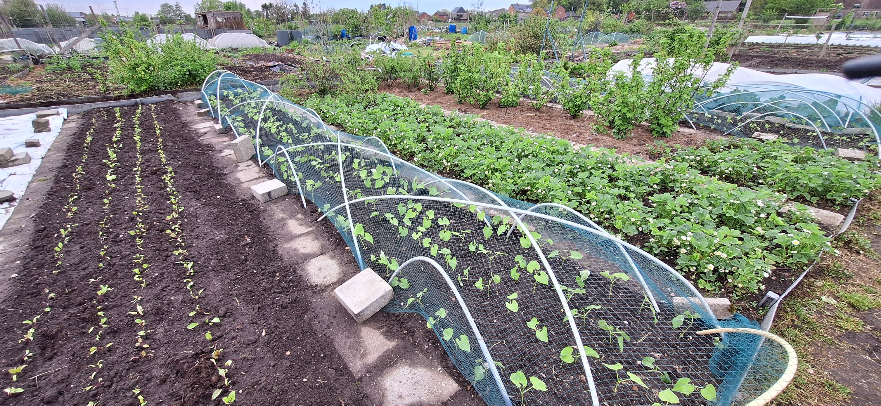 tuin4.jpg tuin4.jpg