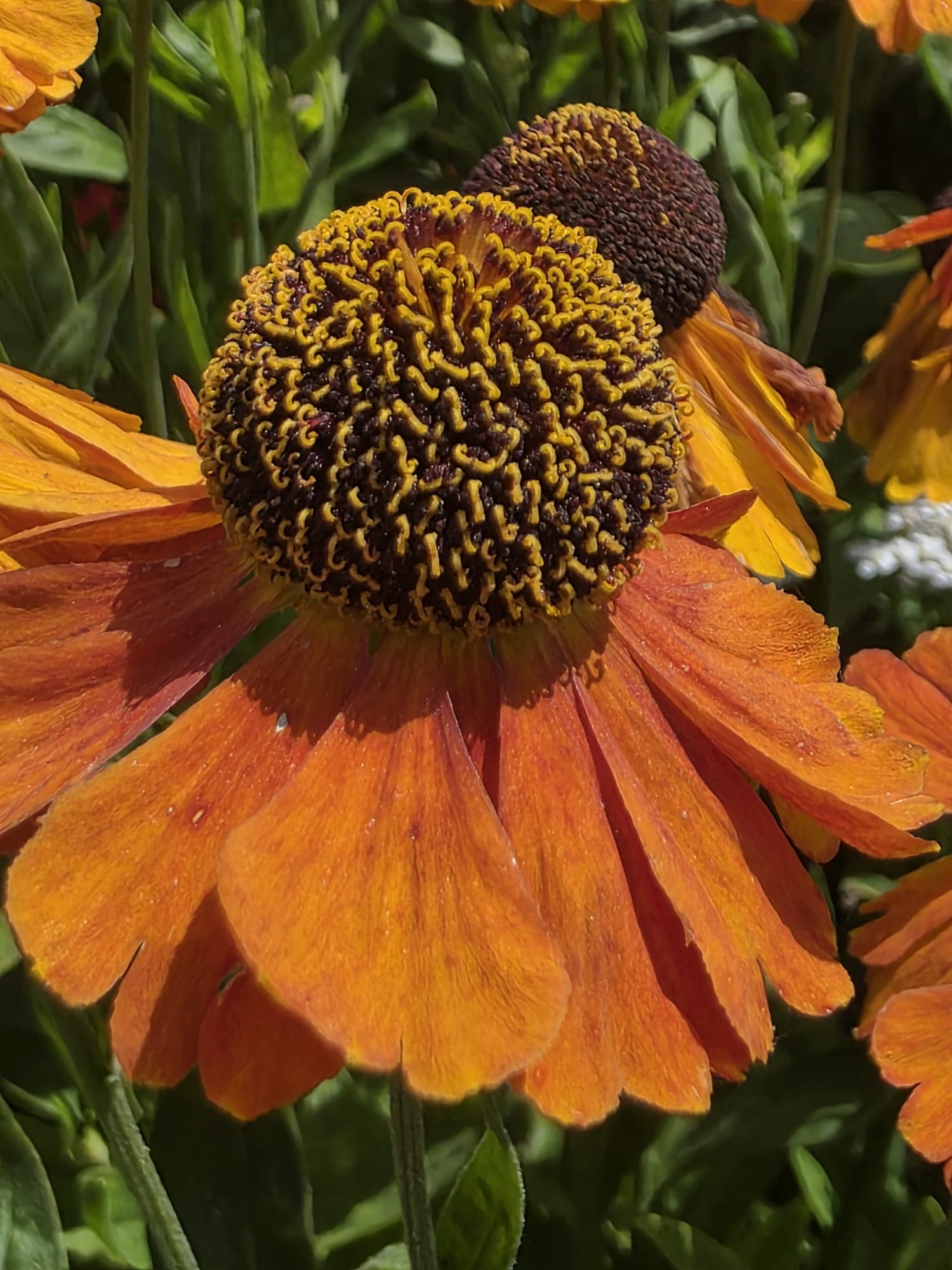 tuin7.jpg tuin7.jpg